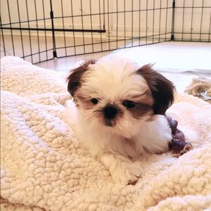 Meet your Posher, Evangeline